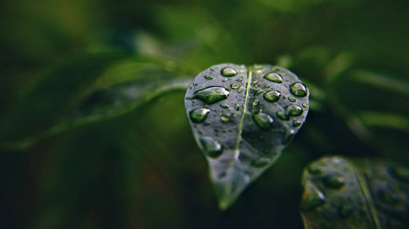 Water droplets on green leaf