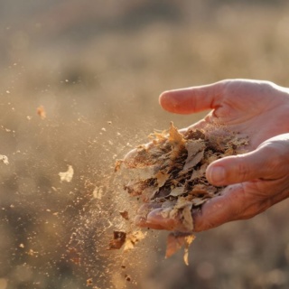 Hands opening to release scattered leaves, symbolizing letting go of low vibrational activities that drain your energy
